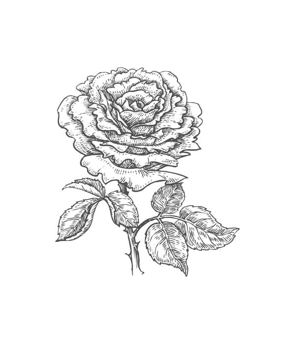 rose botanical drawing